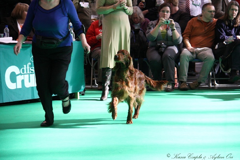 Crufts2011 775.jpg